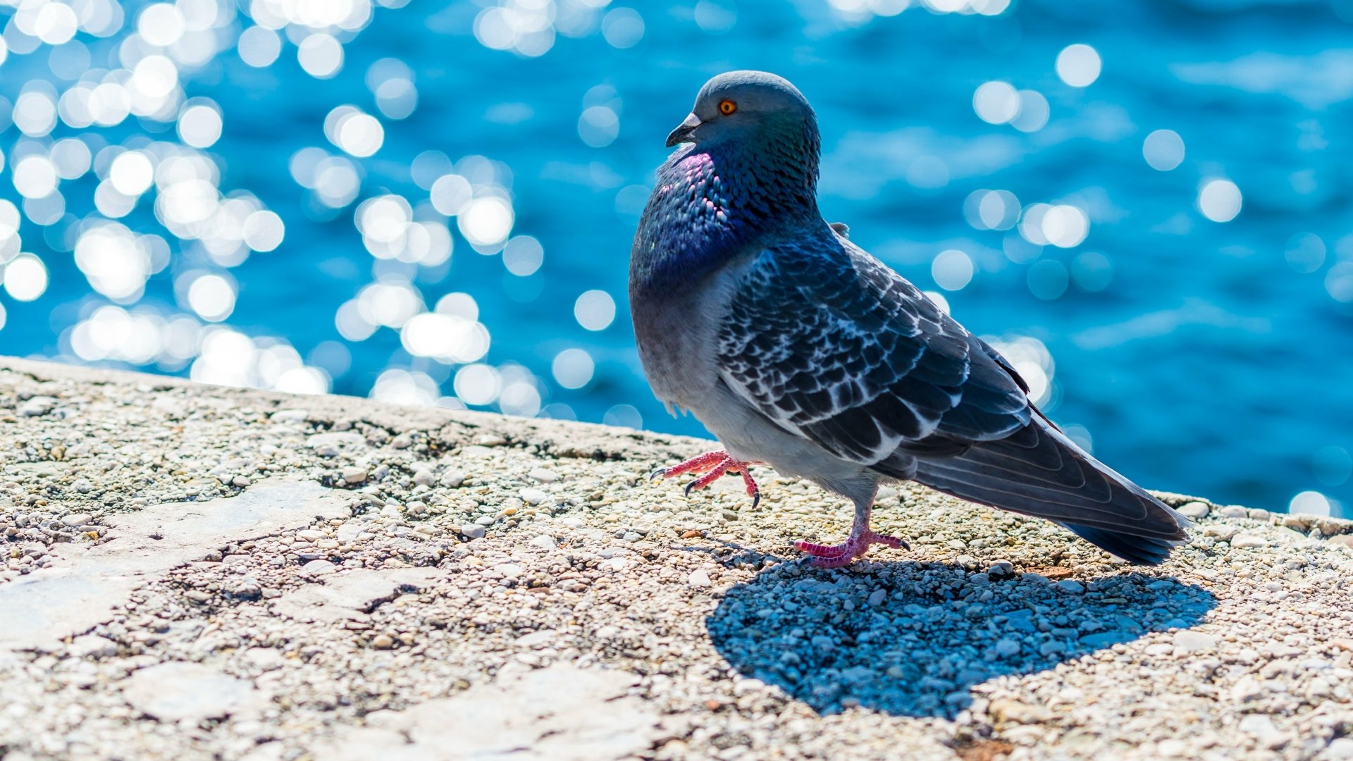 10+ 4K Pigeon Wallpapers | Background Images