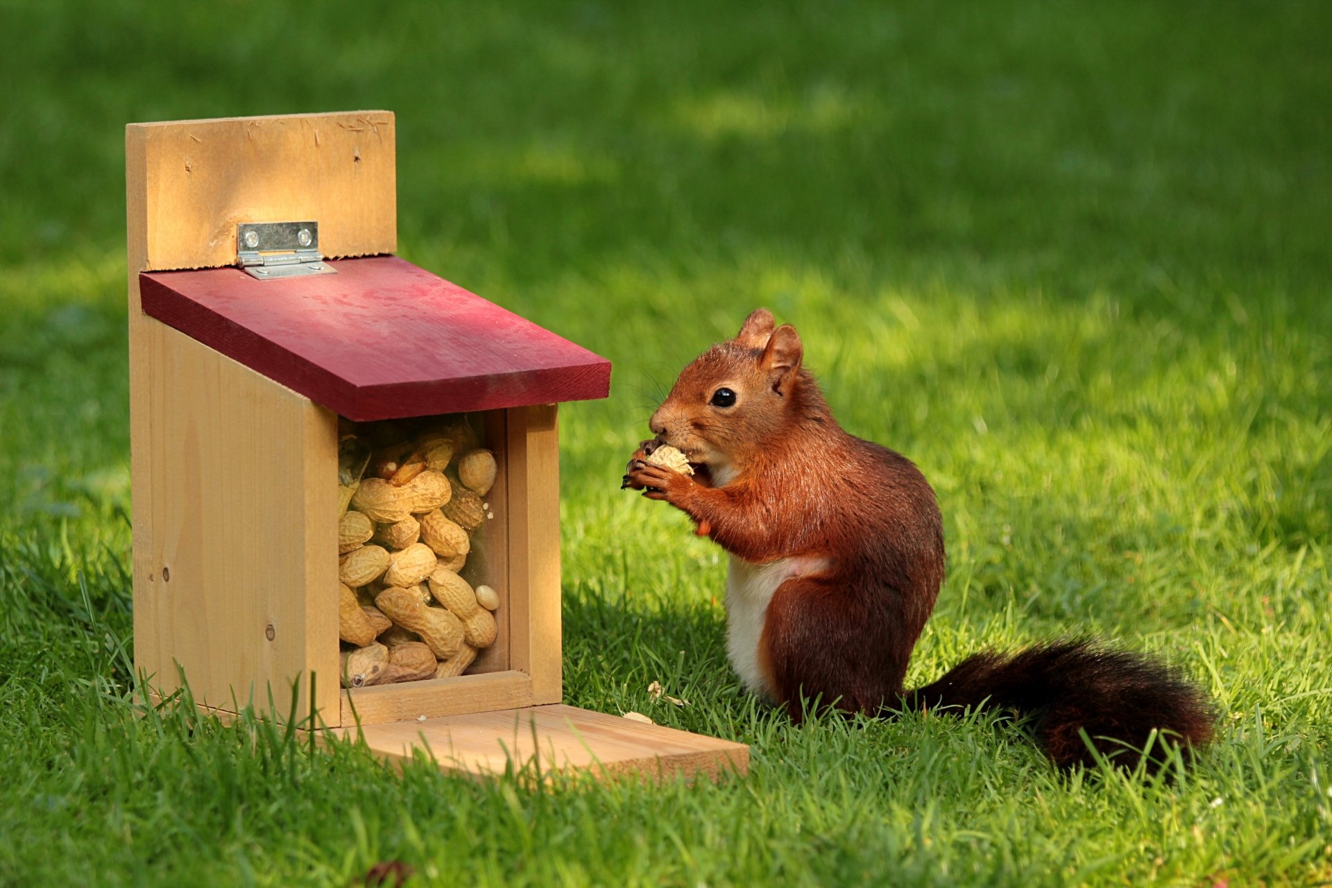 Download Nut Animal Squirrel HD Wallpaper by Oldiefan