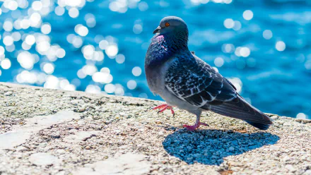 A beautiful bokeh background features a pigeon perched on a rocky surface, with shimmering blue water behind it, creating an appealing HD desktop wallpaper.