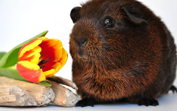 4K Ultra HD PC desktop wallpaper: close-up of a brown guinea pig beside a red-and-yellow tulip resting on smooth stones.
