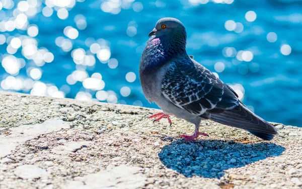 A beautiful bokeh background features a pigeon perched on a rocky surface, with shimmering blue water behind it, creating an appealing HD desktop wallpaper.