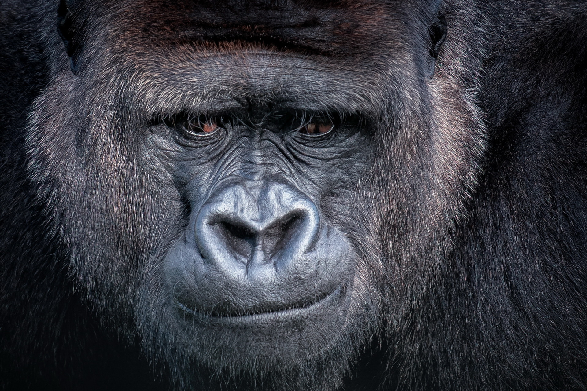 Animal Gorilla HD Wallpaper | Background Image