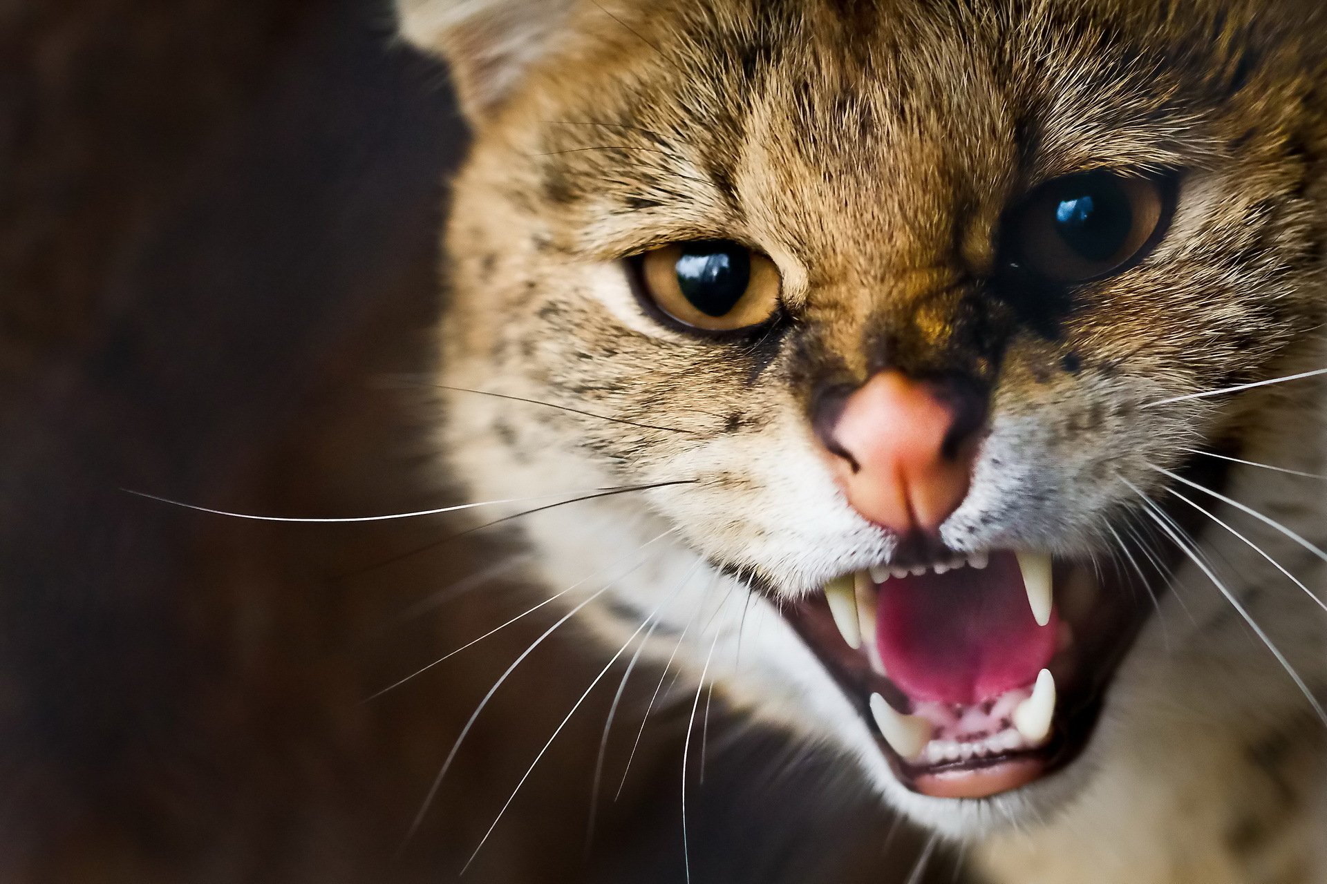 Fierce Wildcat: Stunning HD Wallpaper of a Captivating Cat