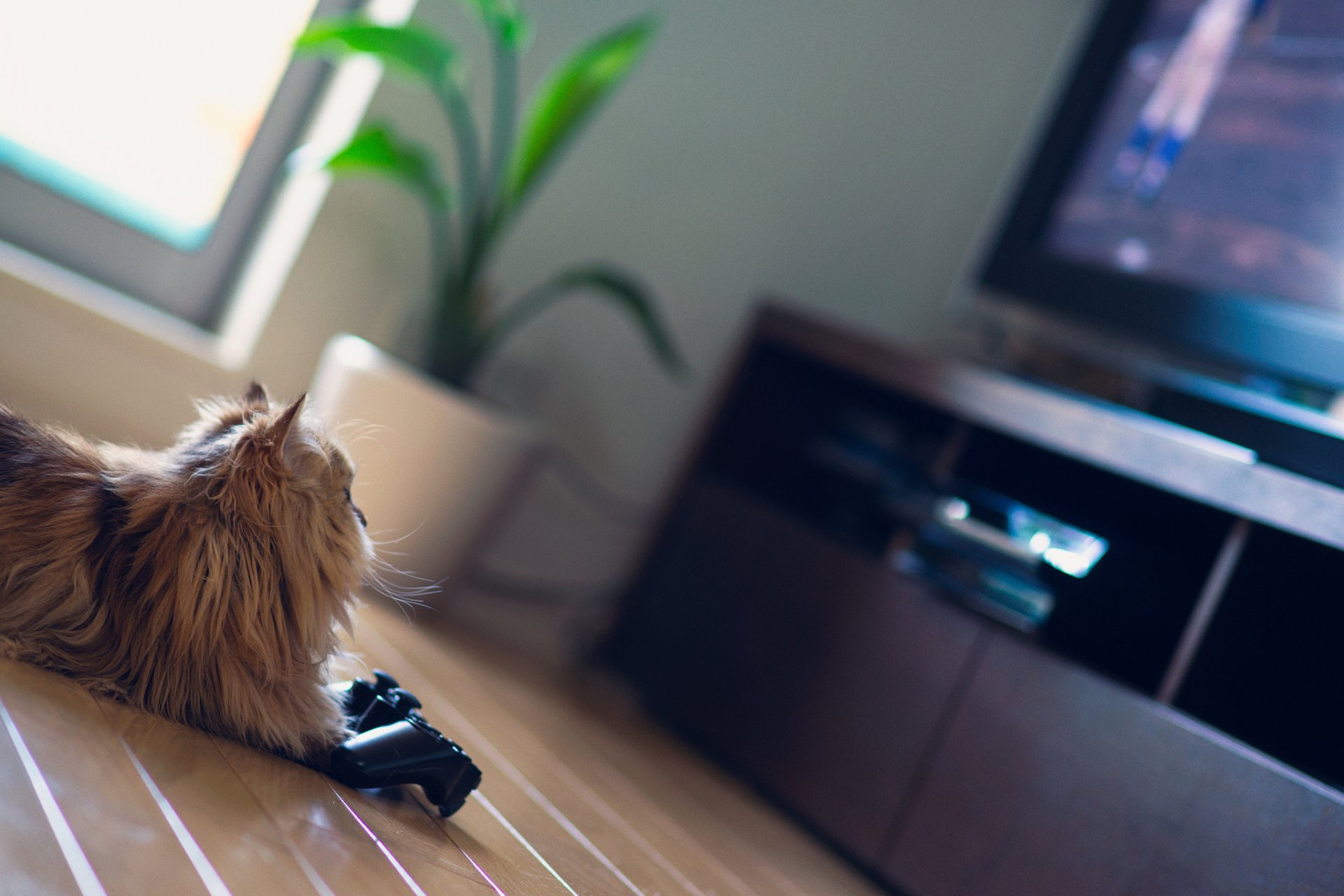 HD PC desktop wallpaper: fluffy cat lounging beside a joystick, gazing toward a TV screen with a potted plant softly blurred in the background.