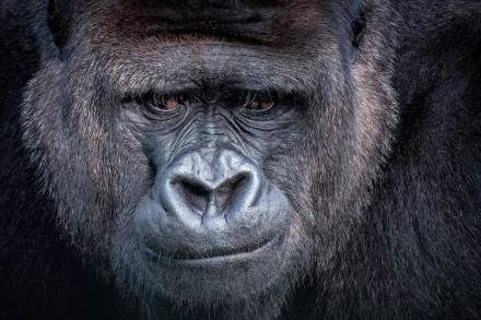 ape monkey Animal gorilla HD Desktop Wallpaper | Background Image