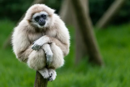 primate monkey Animal Gibbon HD Desktop Wallpaper | Background Image