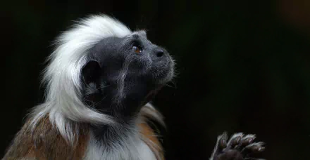 Animal tamarin HD Desktop Wallpaper | Background Image