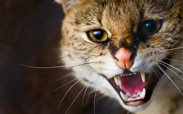 A close-up of a wildcat with prominent whiskers and an expressive muzzle, showcasing its fierce demeanor. This high-definition image makes an impactful desktop wallpaper.