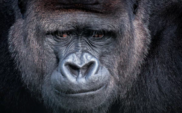 ape monkey Animal gorilla HD Desktop Wallpaper | Background Image