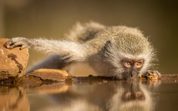 Animal Vervet Monkeys Reflection Primate Monkey HD Wallpaper | Background Image