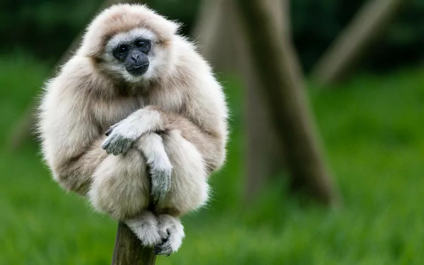 HD desktop wallpaper featuring a close-up of a white-furred gibbon monkey perched on a wooden post, surrounded by lush green foliage.