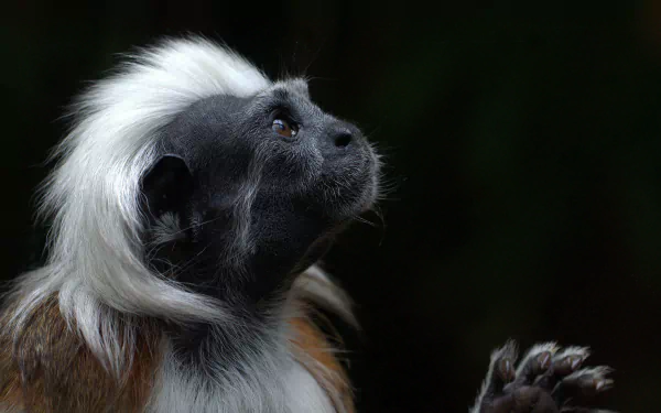 Cotton-top tamarin close-up gazing upward against a dark backdrop, animal portrait rendered as a 4K Ultra HD PC desktop wallpaper and background.