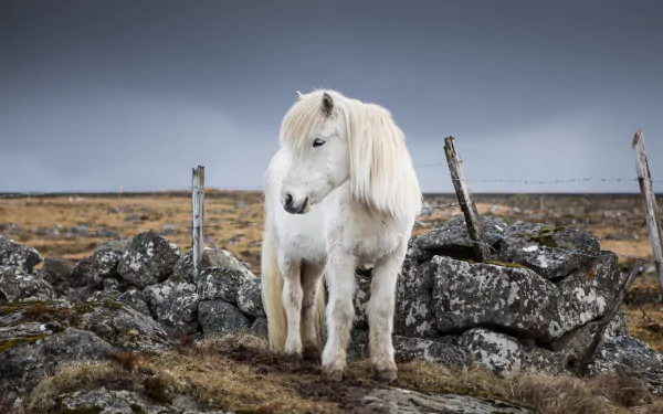 pony Animal horse HD Desktop Wallpaper | Background Image