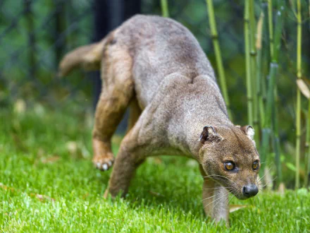 Animal fossa HD Desktop Wallpaper | Background Image