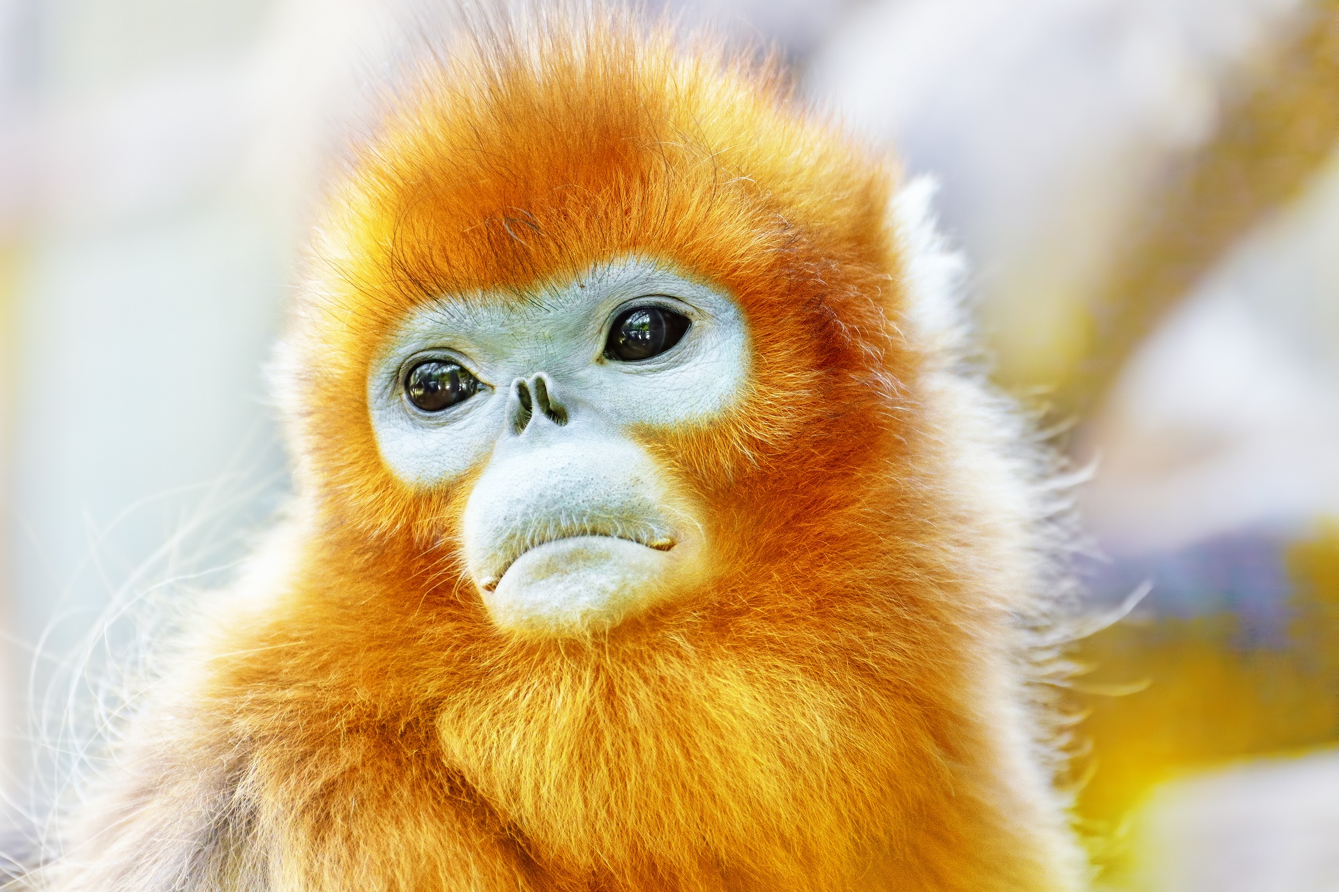 Golden Snub nosed Monkey Full HD Wallpaper And Background Image 