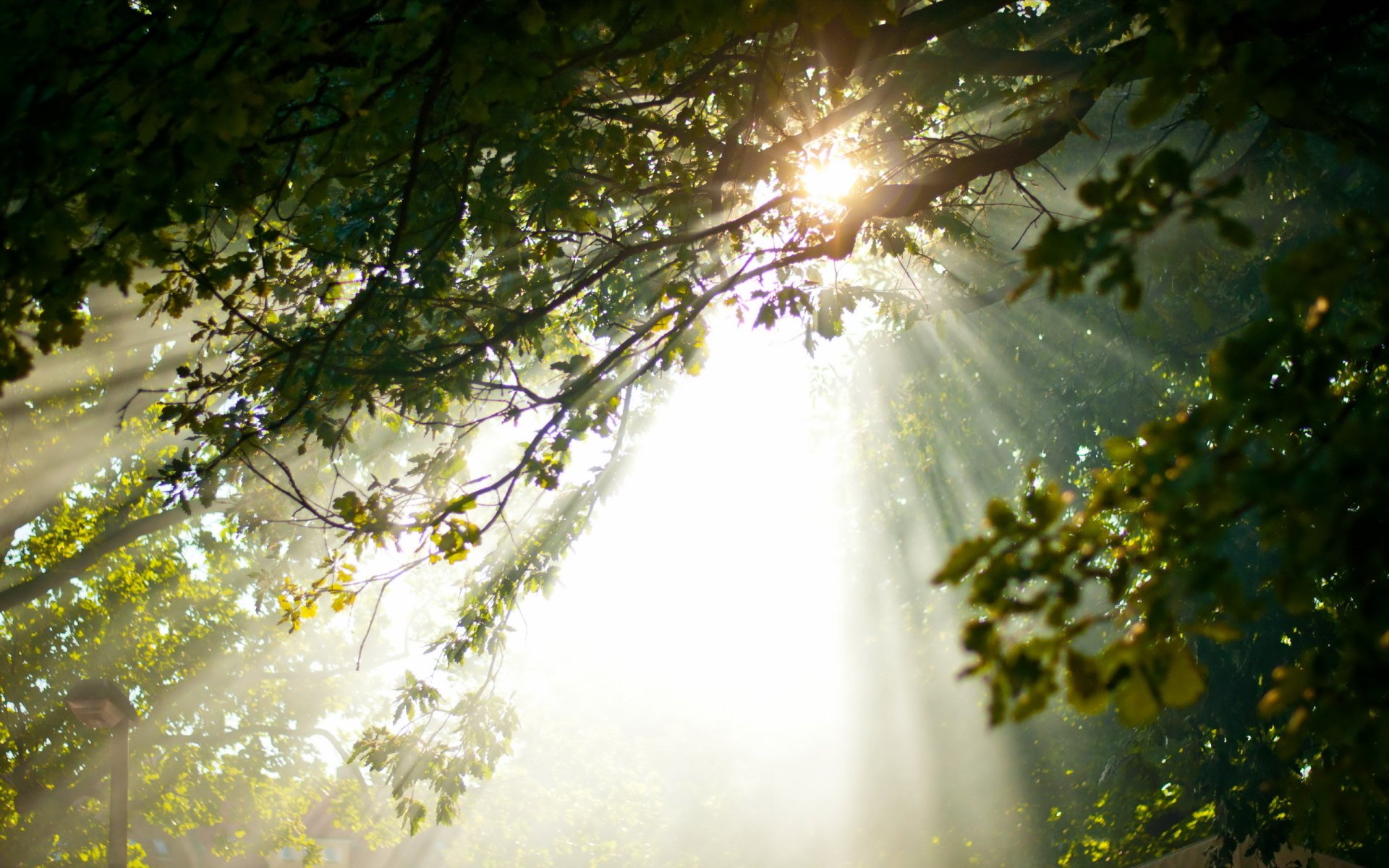 2K Quad HD PC desktop wallpaper: sunbeam streaming through a leafy branch into a misty forest, scattering radiant rays over green foliage.