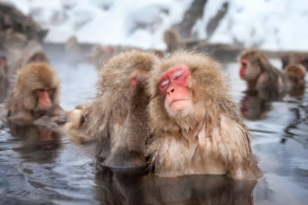 Animal Japanese macaque snow monkey HD Desktop Wallpaper | Background Image