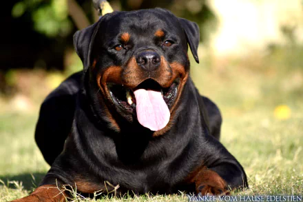 A cheerful Rottweiler lies on green grass, showcasing its strong build and friendly demeanor, making a captivating HD desktop wallpaper or background for animal lovers.