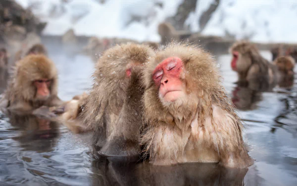 Animal Japanese macaque snow monkey HD Desktop Wallpaper | Background Image