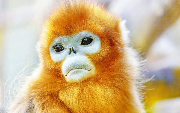 Animal Golden snub-nosed monkey HD Desktop Wallpaper | Background Image
