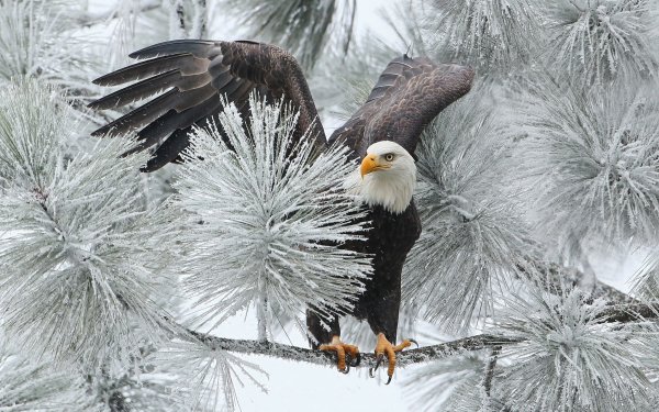 Animal Bald Eagle Birds Eagles Bird Eagle Winter Branch Frozen HD Wallpaper | Background Image