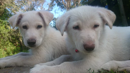 Two white German Shepherd puppies, also known as Swiss or White Shepherds, lying on grass with trees in the background, captured in 4K Ultra HD quality.