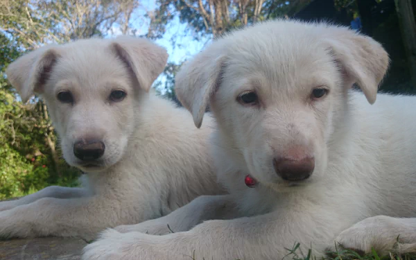 Two white German Shepherd puppies, also known as Swiss or White Shepherds, lying on grass with trees in the background, captured in 4K Ultra HD quality.