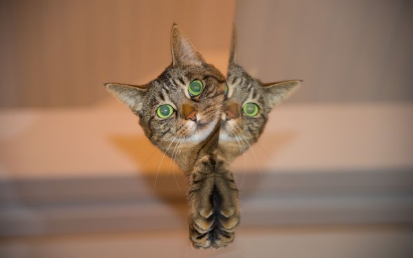 Animal Cat Reflection HD Wallpaper | Background Image