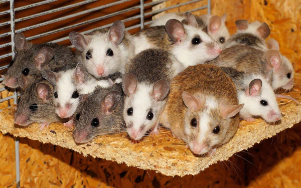 HD PC desktop wallpaper: a group of mice (mouse, animal) huddled on a wooden platform inside a cage, showing varied coats and curious faces.