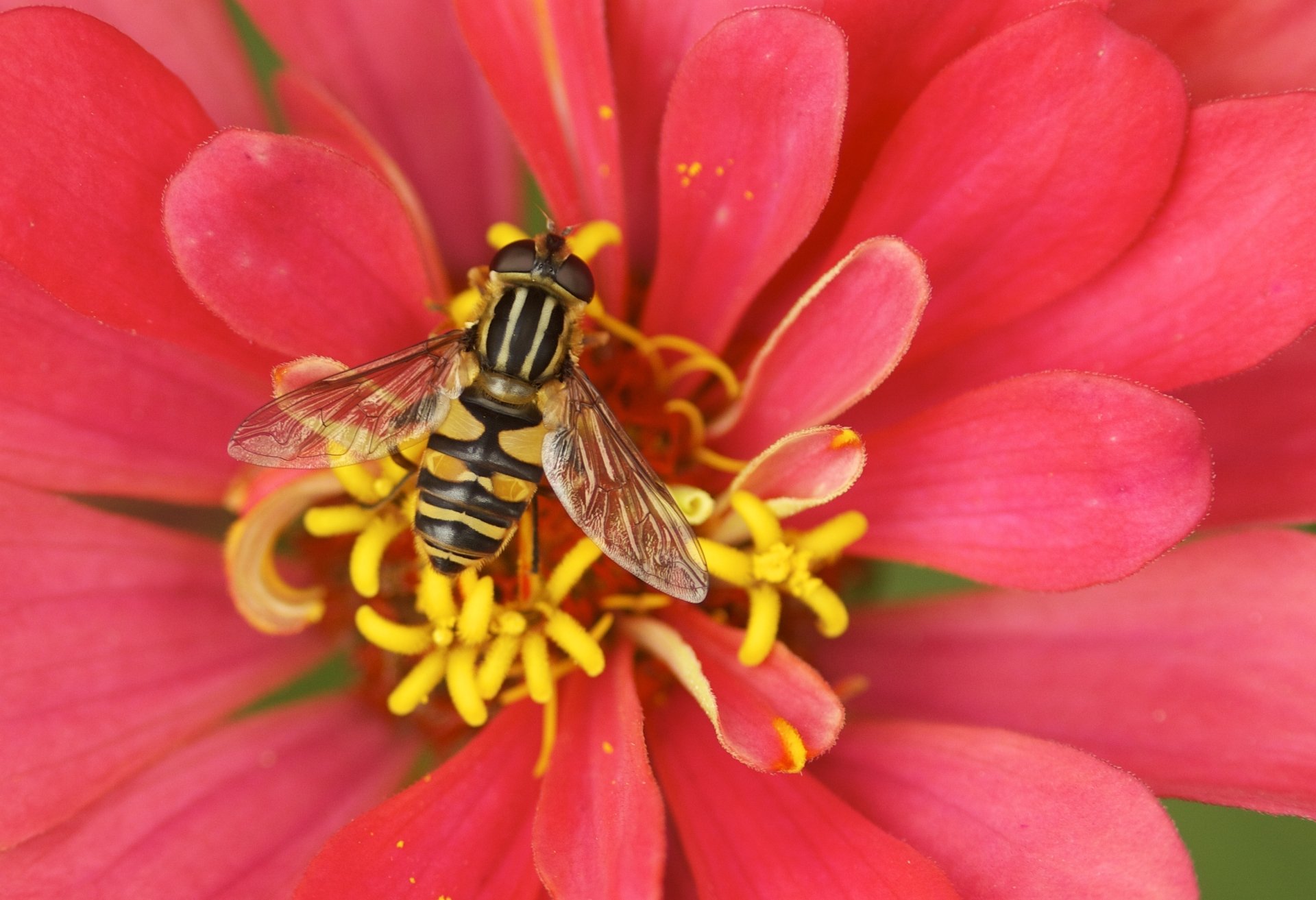 A macro HD image of a hoverfly resting on the yellow center of a vibrant red flower petal, captured as a striking desktop wallpaper background.
