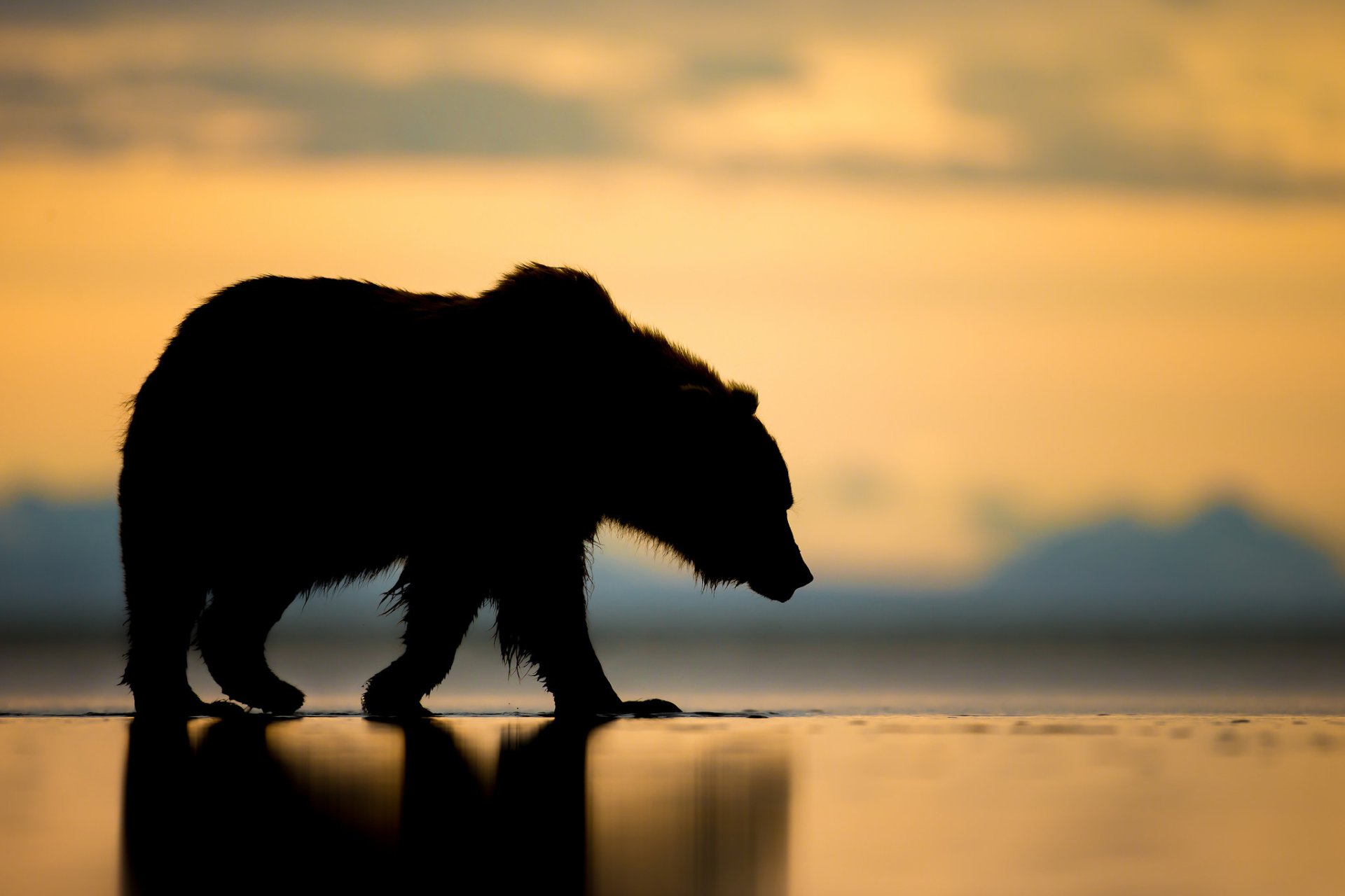 A striking silhouette of a bear against a vibrant Alaska sunset, capturing the essence of wildlife in a stunning HD desktop wallpaper.