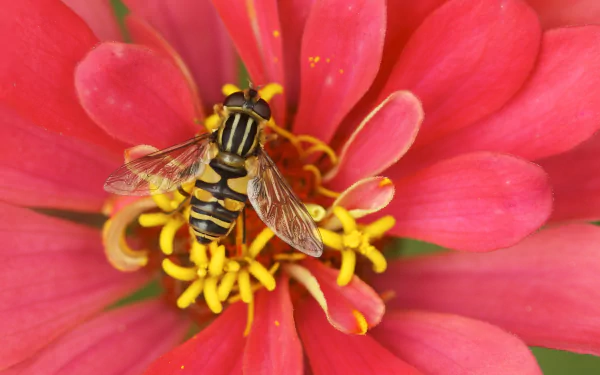 A macro HD image of a hoverfly resting on the yellow center of a vibrant red flower petal, captured as a striking desktop wallpaper background.
