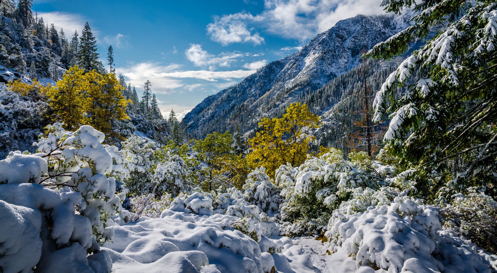 Snow-covered trees and vibrant autumn foliage fill a mountainous California landscape under a bright winter sky in this HD desktop wallpaper.