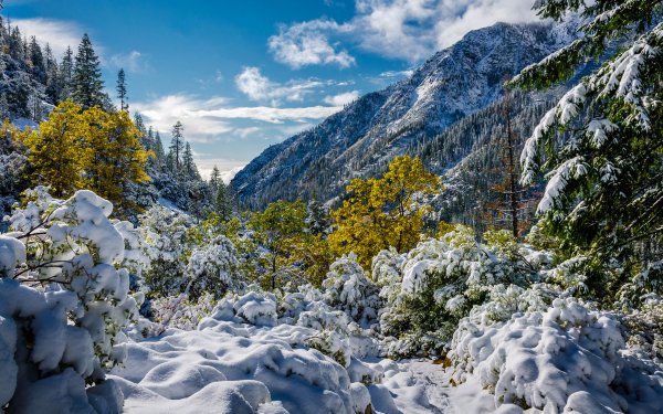 Earth Winter California Mountain Nature Snow Tree HD Wallpaper | Background Image