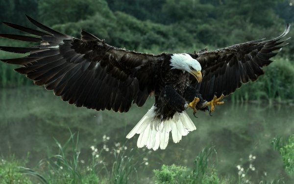 Animal Bald Eagle Birds Eagles Bird Eagle Flying HD Wallpaper | Background Image