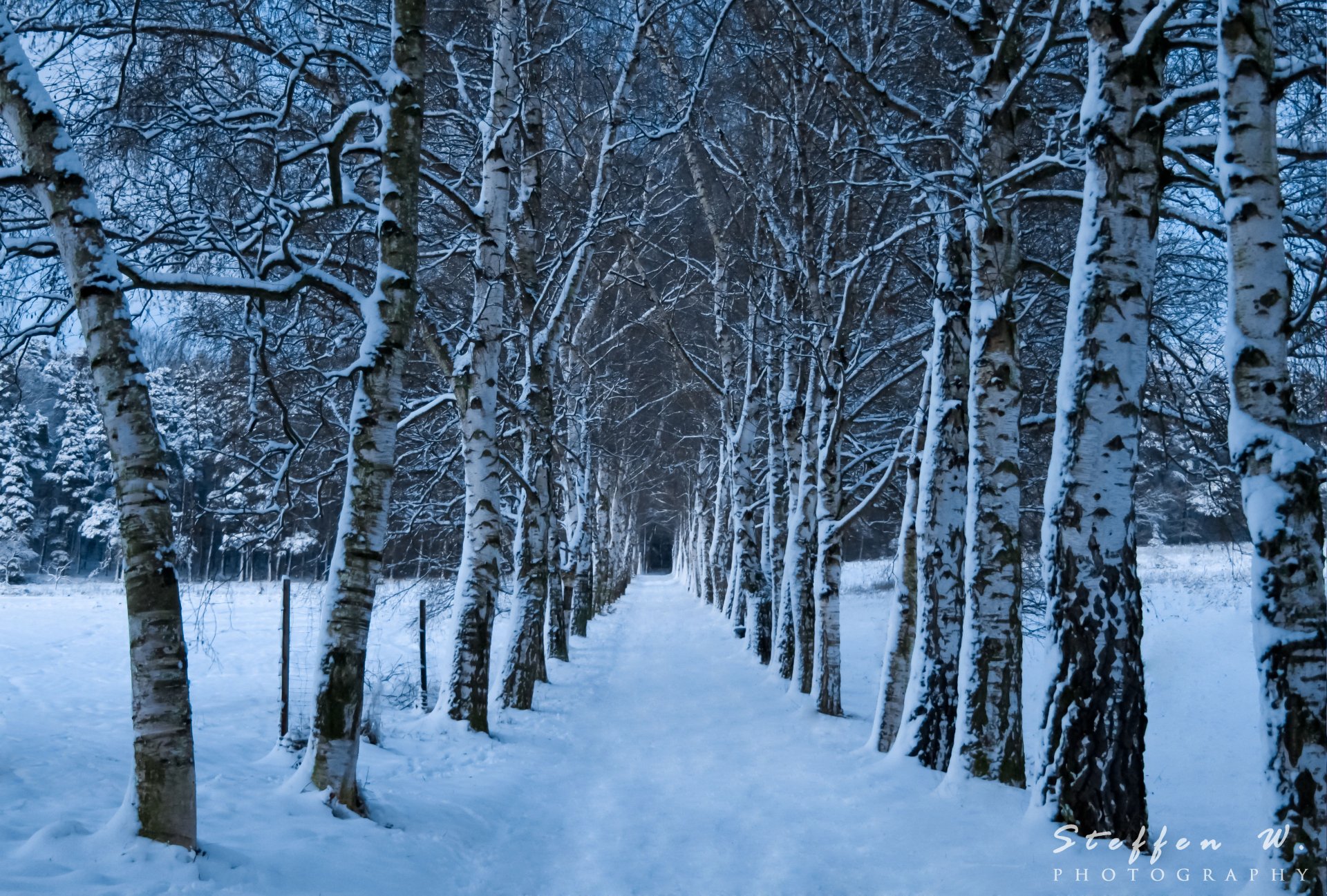 A snowy winter forest path lined with tall, bare birch trees dusted in snow, captured in crisp 4K Ultra HD detail for a serene nature desktop wallpaper.