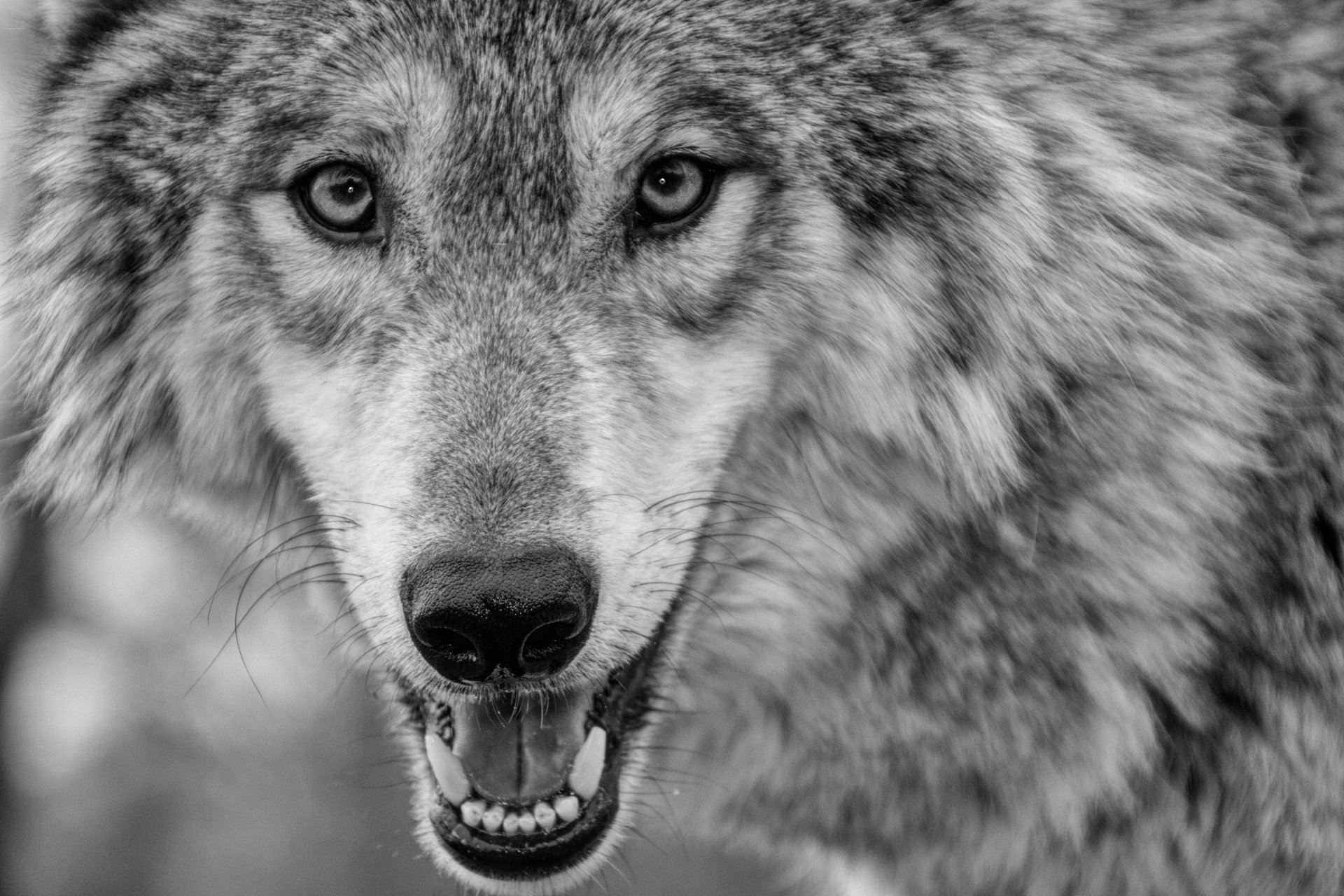 Majestic Wolf Close-Up: 4K Black & White Ultra HD Wallpaper | 5184x3456 ...