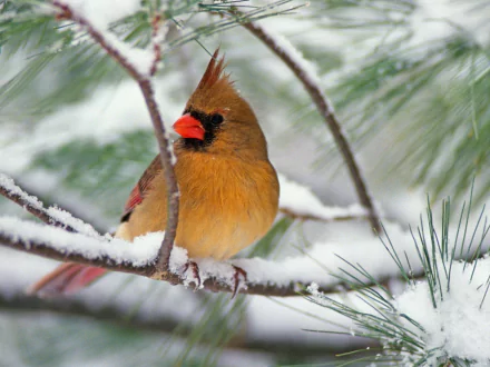  Cardinal on Snowy Pine Branch
