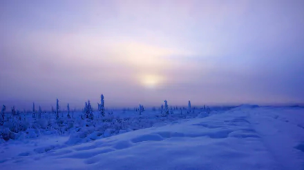 HD PC desktop wallpaper of a serene winter landscape: blue-tinted snowfields, frost-covered trees and a low sun glowing through mist.