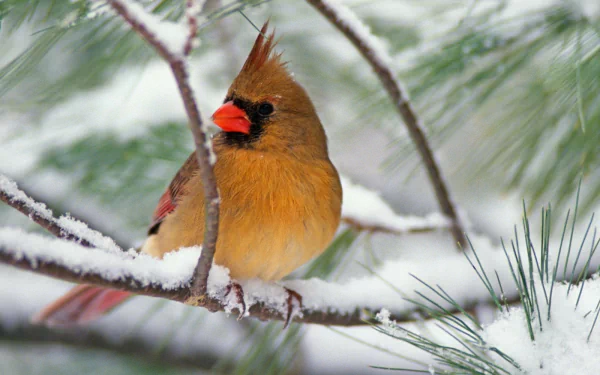 Close-up of a cardinal perched on a snow-covered pine branch in winter, captured in HD for a vivid PC desktop wallpaper background.