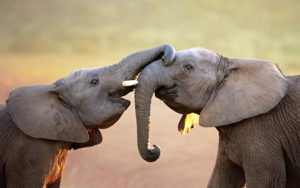 Two African bush elephants playfully touch trunks in this stunning 4K Ultra HD image, enhanced by a beautiful bokeh background.