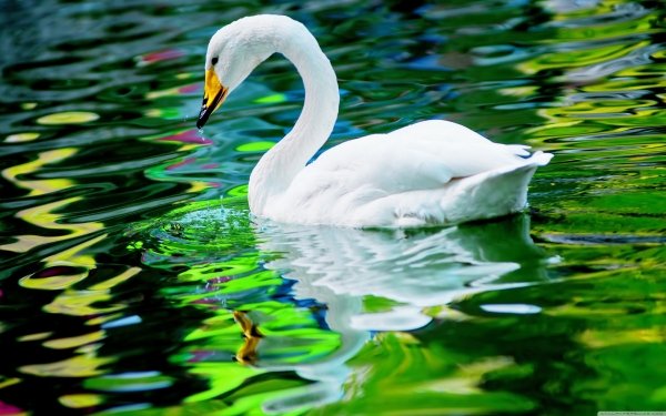 Animal Whooper swan Birds Swans Swan Water Reflection Close-Up HD Wallpaper | Background Image