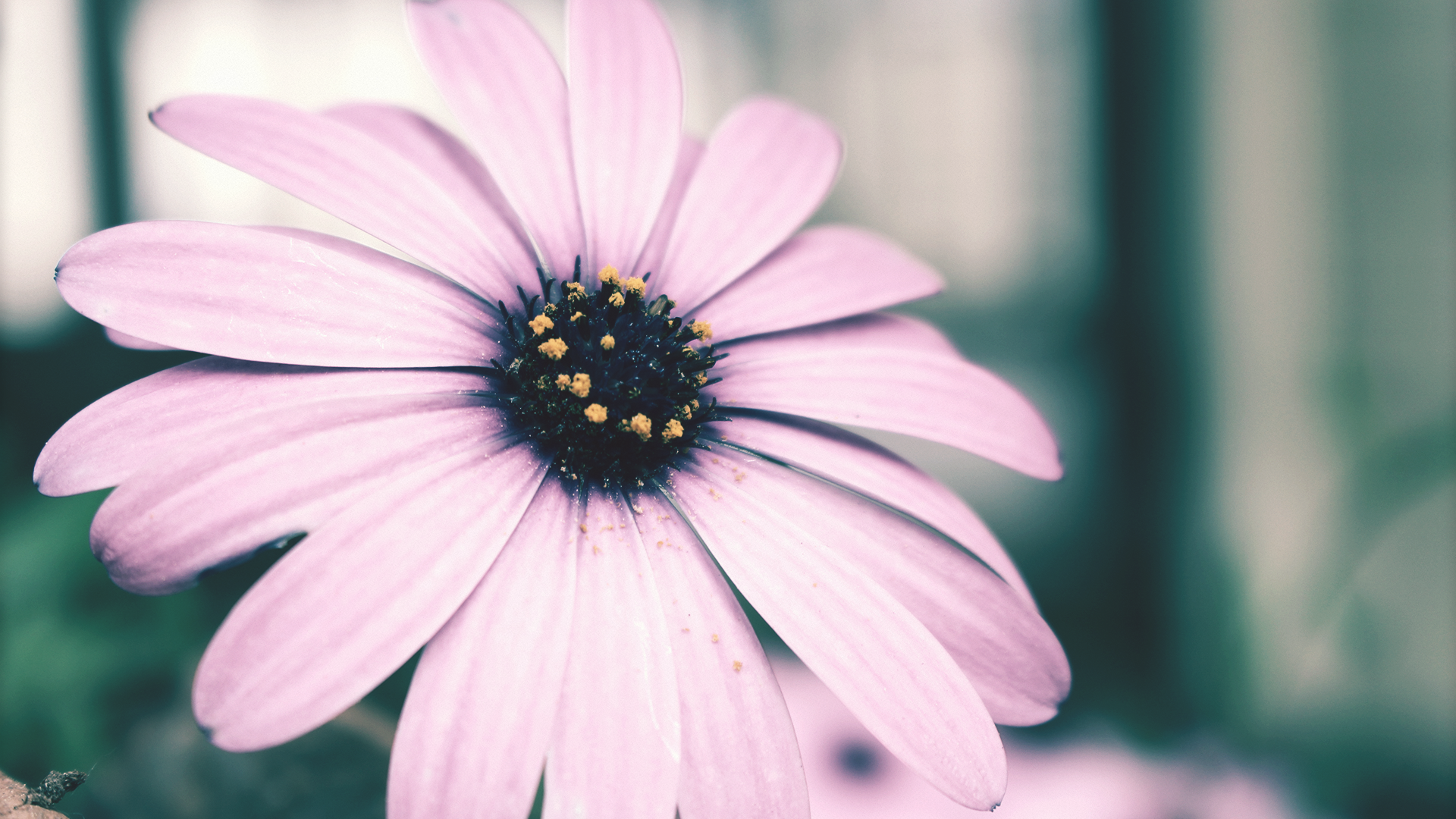 Pink Daisy Bloom HD Wallpaper - Elegant Floral Background by Phaethon