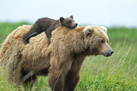 A brown bear cub lovingly rides on its mother's back, set against a lush green background, embodying the affection between these majestic animals.