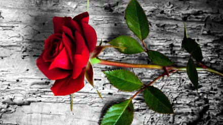 A vivid red rose with green leaves and stem set against a textured black-and-white wooden background, captured in high definition as a PC desktop wallpaper.