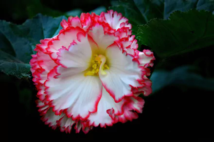  White and Pink Begonia