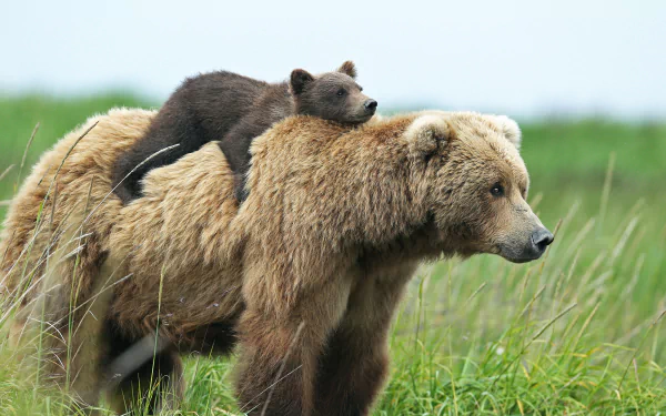 A brown bear cub lovingly rides on its mother's back, set against a lush green background, embodying the affection between these majestic animals.
