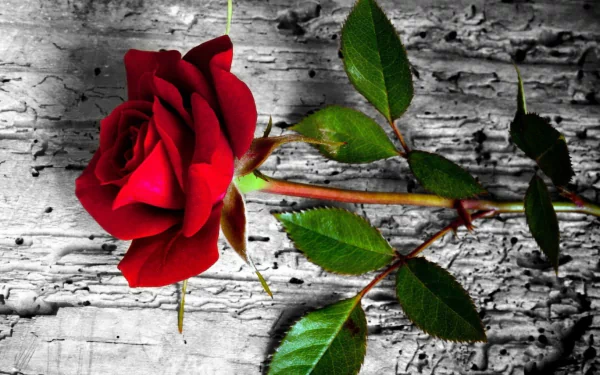  Red Rose