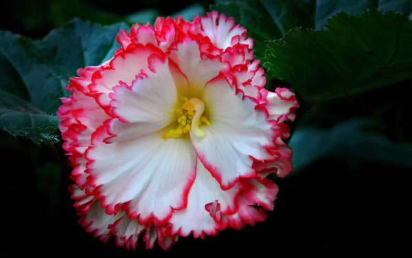  White and Pink Begonia