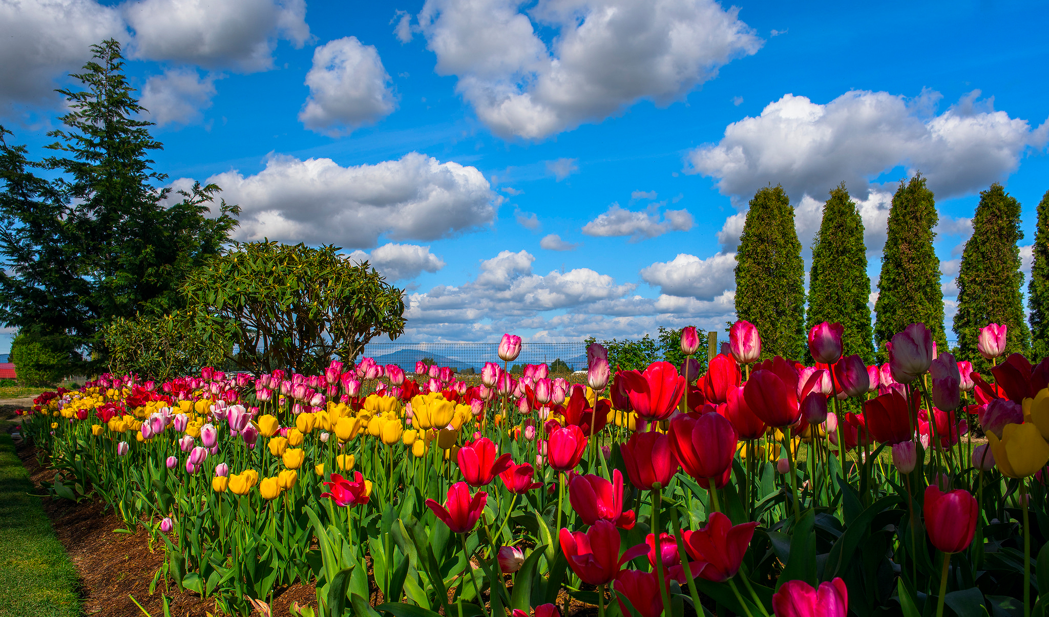 Beautiful Sky Over Tulip Garden Hd Wallpaper Background Image